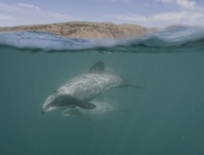 Underwater shot on our Dolphin Swim Cruise in Akaroa Harbour